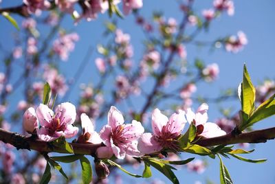 Close-up of blooming tree against sky