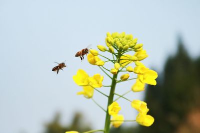 Close-up of bee on yellow flowers