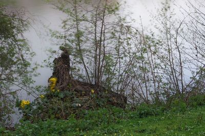 Trees growing in forest