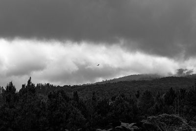 Birds flying over trees against sky