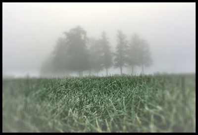 Scenic view of grassy field against sky