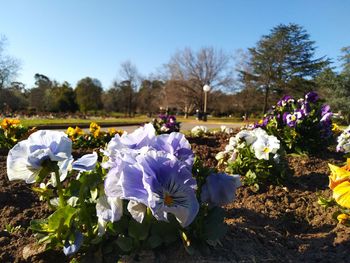 Close-up of purple flowering plants in park