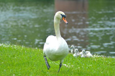 Swan in lake