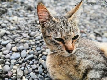 Close-up portrait of a cat on rock