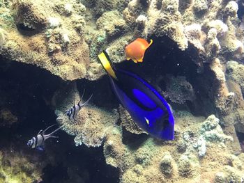 High angle view of fish swimming in sea
