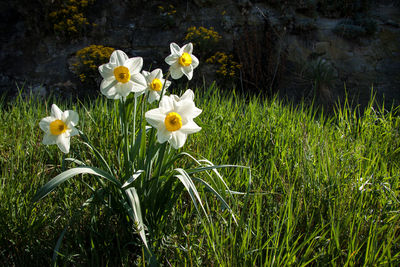 Close-up of white daffodil flowers on field