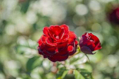 Close-up of red rose