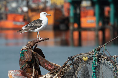 Bird perching on fishing boat