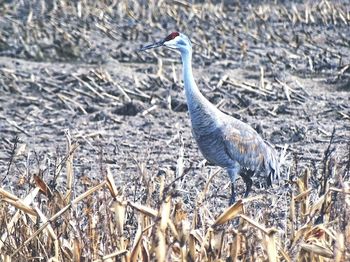 Bird in grass