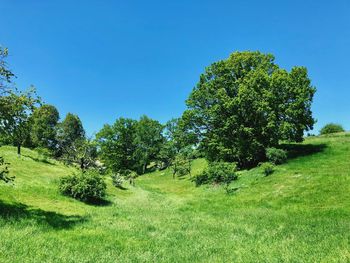 Trees on field against clear blue sky