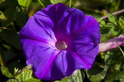 Close-up of purple flower