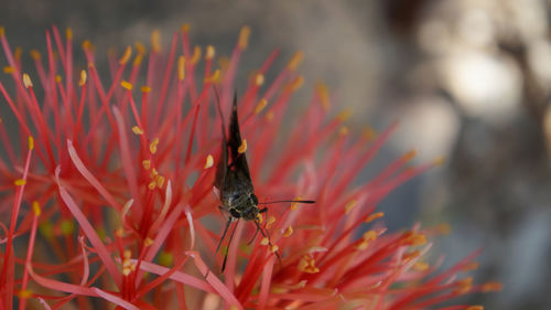 Close-up of butterfly pollinating on flower