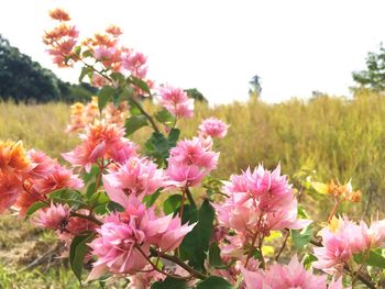 Close-up of pink flowers