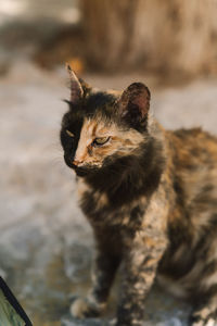 Close-up of cat looking away