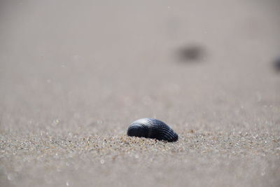 Close-up of crab on sand