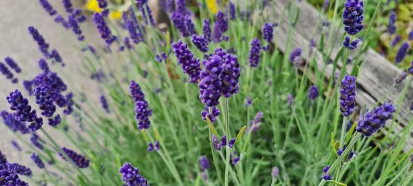 Close-up of purple flowering plants on field