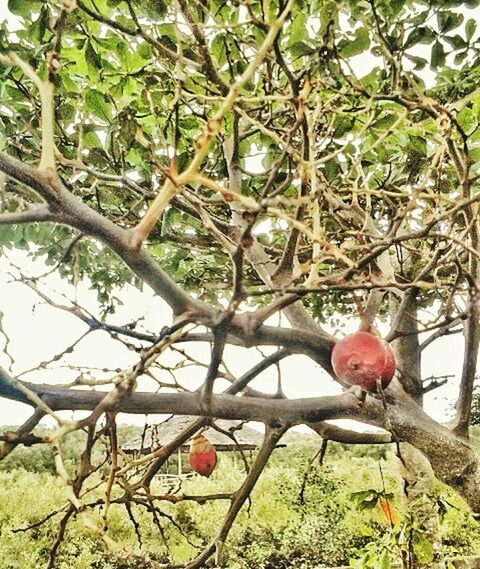 CLOSE-UP OF APPLE TREE