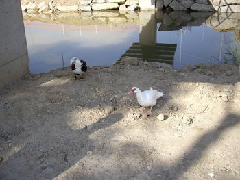 High angle view of birds on ground