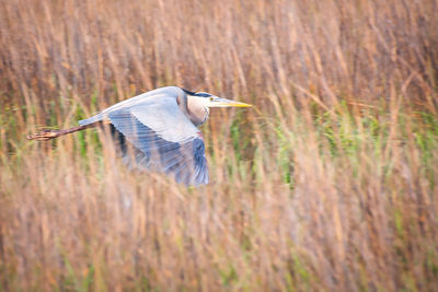 High angle view of gray heron on field