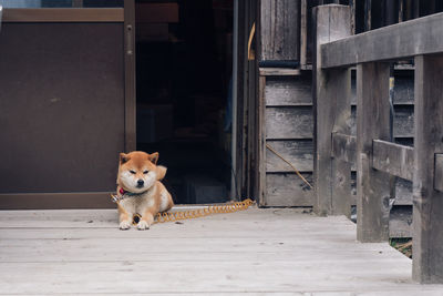 Portrait of dog on door