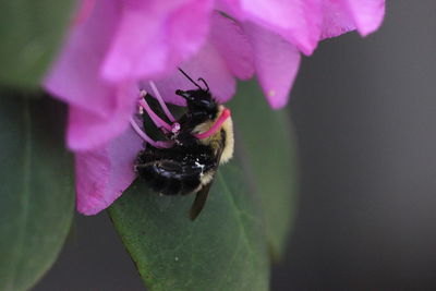 Close-up of bee on purple flower