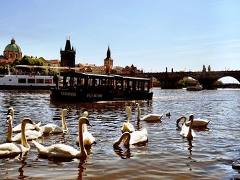 Birds in water