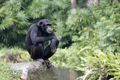 Monkey sitting on a tree