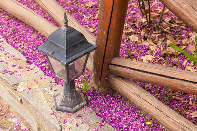 Close-up of pink flowers on wood