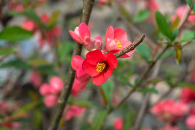 Close-up of red flowers blooming outdoors