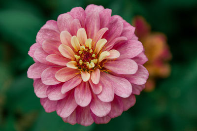 Close-up of pink dahlia flower