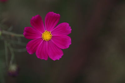 Close-up of pink flower