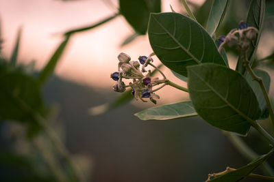 Close-up of flower growing on tree