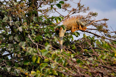 Low angle view of cat on tree