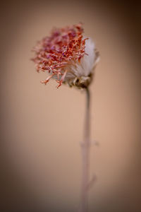 Close-up of wilted plant