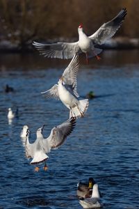 Seagulls flying over water
