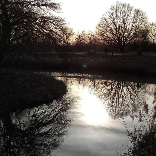 REFLECTION OF BARE TREES IN WATER