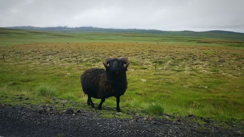 Sheep grazing on field against sky