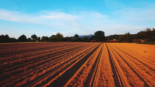 Scenic view of agricultural field against sky