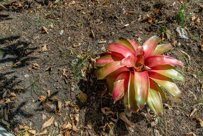 High angle view of flowering plant on field