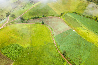 Scenic view of agricultural field