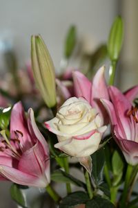 Close-up of pink roses