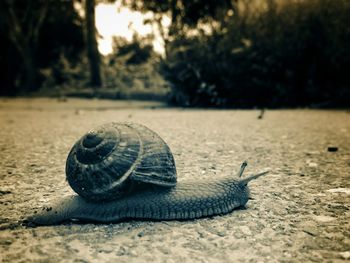 Close-up of snail