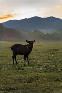 Deer  standing in a field