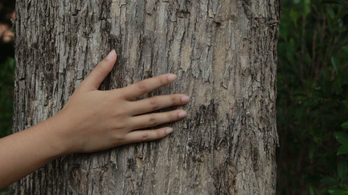 Close-up of hand on tree trunk