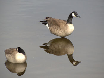 Duck swimming on lake