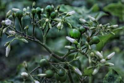 Rimbang, a type of vegetable that contains lots of vitamin a.
