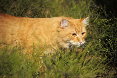 Cat in a field