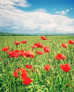 Full frame shot of red flowers in field