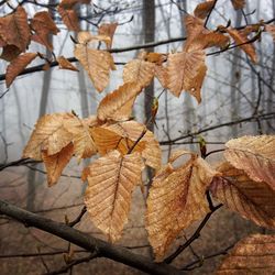 Close-up of dry leaves on tree