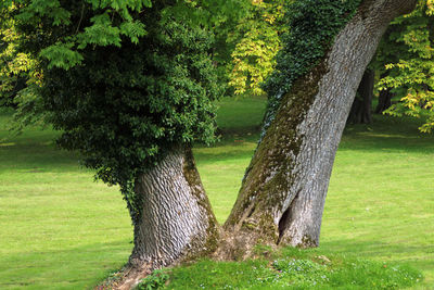 Trees on field in park